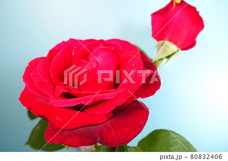 満開のバラ　薔薇　ばら 80832406