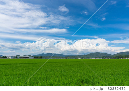 真夏の雲と水田の風景イメージ 80832432