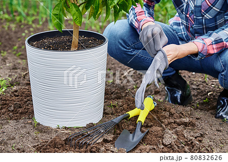 Woman transplanting mandarin tree in pot Woman transplanting mandarin tree in pot 80832626