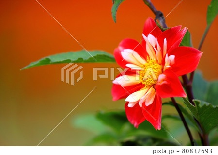 栃木県那須郡那須町　那須フラワーワールド　コラレット咲きのダリア 80832693