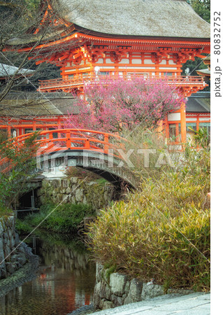 京都、下鴨神社の楼門と輪橋の側で咲く光琳の梅 80832752