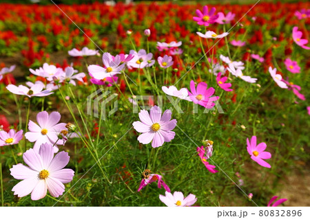 栃木県那須郡那須町 那須フラワーワールド コスモスとケイトウ畑 栃木県那須郡那須町 那須フラワーワールド コスモスとケイトウ畑 80832896