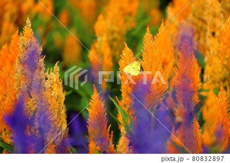 栃木県那須郡那須町 那須フラワーワールド ケイトウとモンキチョウ 栃木県那須郡那須町 那須フラワーワールド ケイトウとモンキチョウ 80832897