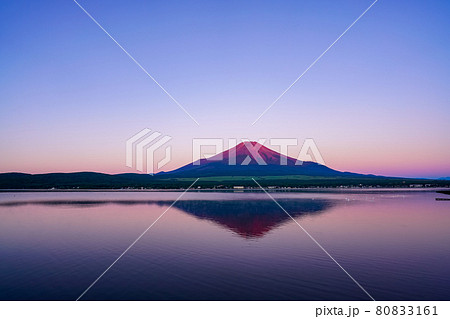 (山梨県)山中湖から望む、赤富士 湖面の白鳥 (山梨県)山中湖から望む、赤富士 湖面の白鳥 80833161