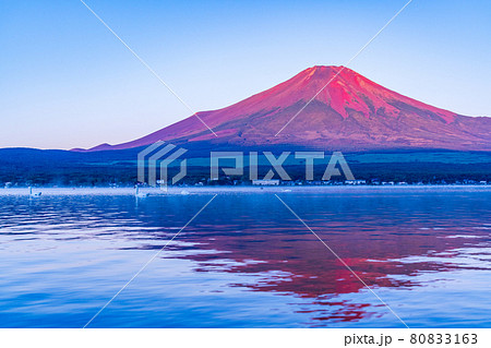 山梨県）山中湖から望む、赤富士 湖面の白鳥の写真素材 [80833163] - PIXTA