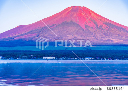 （山梨県）山中湖から望む、赤富士　湖面の白鳥 80833164