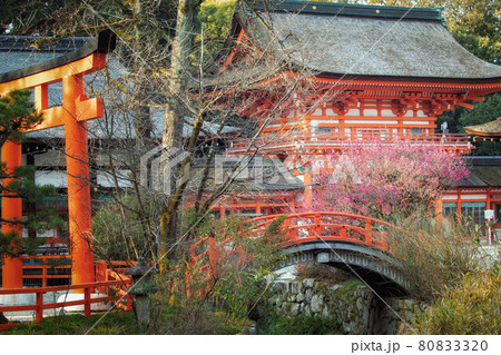 京都、下鴨神社に咲く光琳の梅と鳥居、輪橋、楼門が見える境内風景 80833320