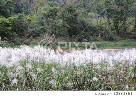 すすき風景バック森コピースペース すすき風景バック森コピースペース 80833361
