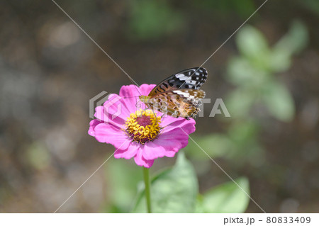 ジニアの花とツマグロヒョウモンチョウ ジニアの花とツマグロヒョウモンチョウ 80833409