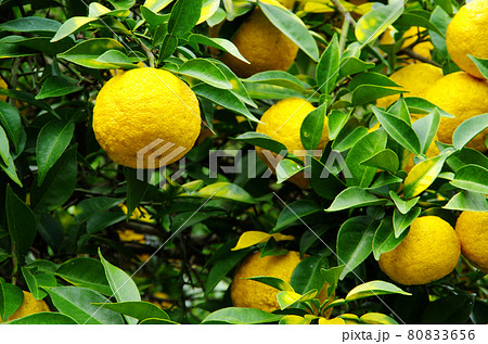 たわわに実った柚子の実 たわわに実った柚子の実 80833656
