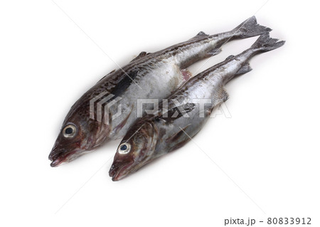 Alaska pollock isolated on white background Alaska pollock isolated on white background 80833912