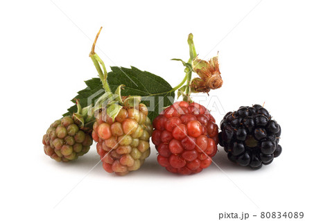Blackberries and leaves. Different ripening 80834089