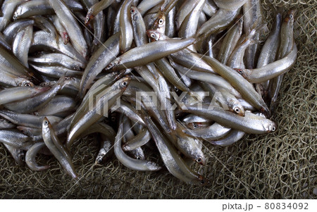 Fishing net with little fishes Fishing net with little fishes 80834092