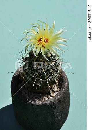 サボテンの花 サボテンの花 80834315