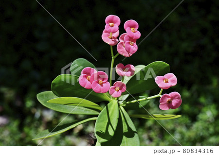 ハナキリン 80834316