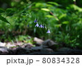 三依渓流に咲く野草　エコイメージ 80834328