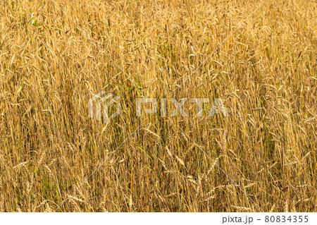 Golden wheat field full frame background. Selective soft focus. Text copy space. 80834355
