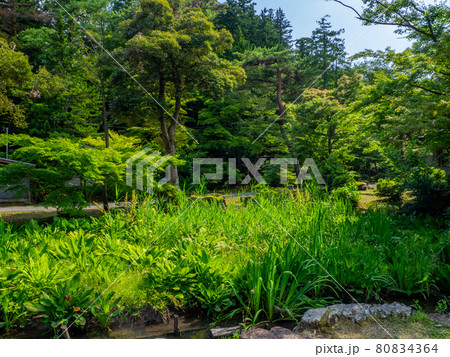公園の水芭蕉園 (弥彦公園、弥彦村、新潟県) 公園の水芭蕉園 (弥彦公園、弥彦村、新潟県) 80834364