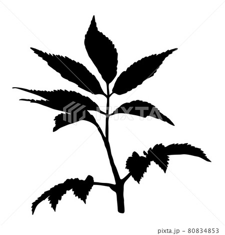 Vector silhouette of twig with leaves isolated on white background. Vector silhouette of twig with leaves isolated on white background. 80834853
