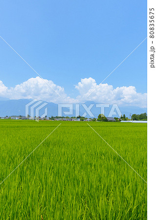 夏の安曇野【夏雲と水田】 80835675