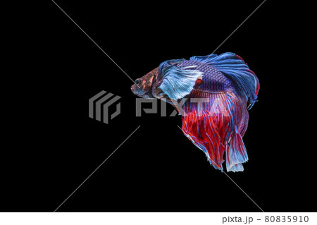 Halfmoon Betta fighting fish in Thailand on isolated black background. Halfmoon Betta fighting fish in Thailand on isolated black background. 80835910