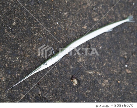 ダツ ダツ 80836070