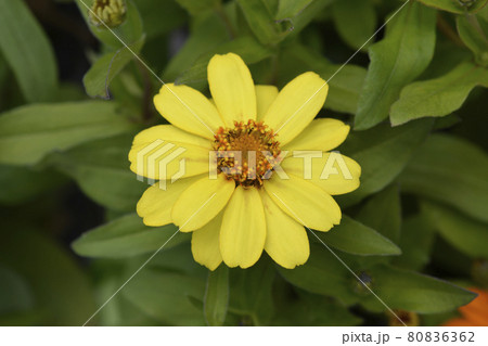Common zinnia Common zinnia 80836362