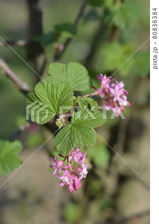 Flowering currant Flowering currant 80836384