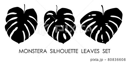 Black silhouettes of tropical plant Monstera leaves. Leaves of rainforest plants. Vector isolated on white background 80836608