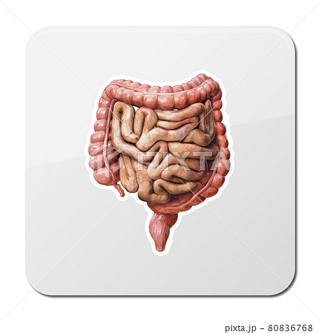 Large and small Intestine icon, Human digestive system anatomy. Gastrointestinal tract. black background 3d render Large and small Intestine icon, Human digestive system anatomy. Gastrointestinal tract. black background 3d render 80836768