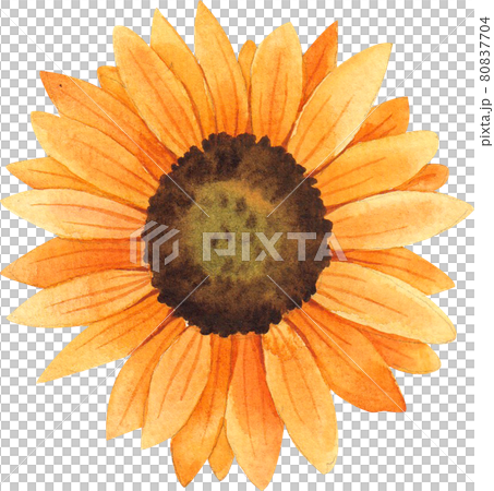 Autumn animals concept watercolor Autumn animals concept watercolor 80837704