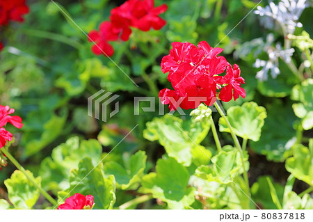 ゼラニュウムの花 ゼラニュウムの花 80837818
