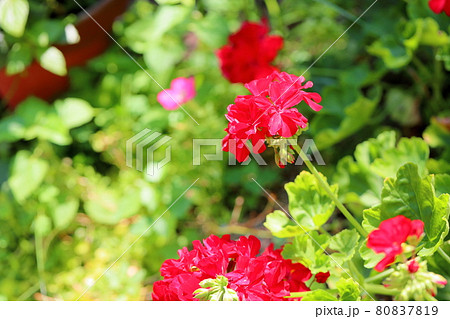 ゼラニュウムの花 80837819
