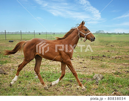 Chestnut horse in paddock on sunny day. Beautiful pet 80838034