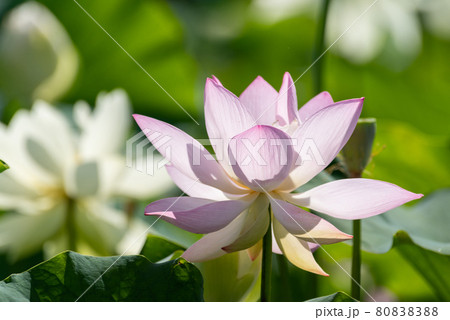 蓮の花 80838388