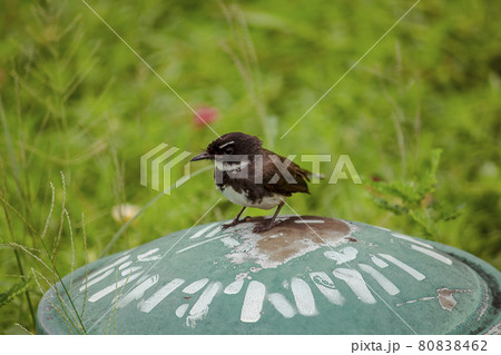 little bird on the lawn 80838462