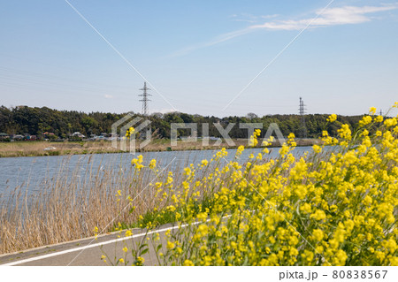 菜の花のある風景 千葉県佐倉市 日本 菜の花のある風景 千葉県佐倉市 日本 80838567