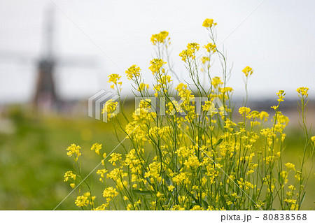 菜の花のある風景 千葉県佐倉市 日本 菜の花のある風景 千葉県佐倉市 日本 80838568