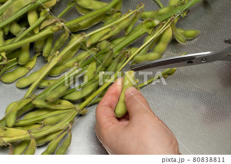 枝付き枝豆の下ごしらえ 80838811