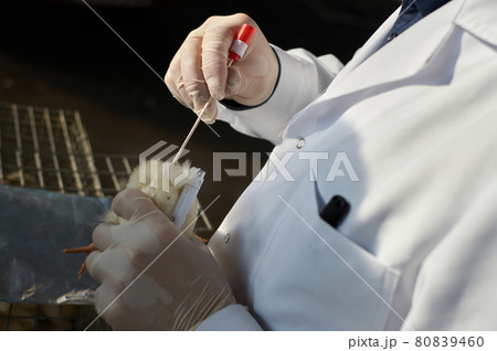 cloacal swab from day old backyard chicks by veterinarian cloacal swab from day old backyard chicks by veterinarian 80839460