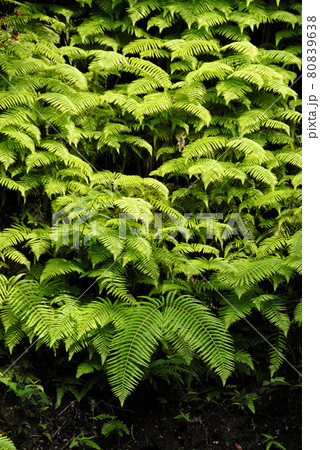 シダの葉　葉模様 80839638