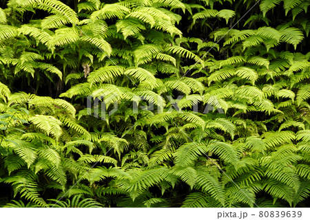 シダの葉　葉模様 80839639
