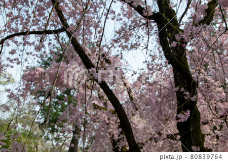 大阪城の桜 80839764