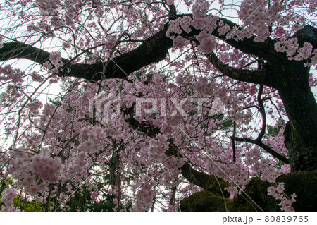 大阪城の桜 大阪城の桜 80839765
