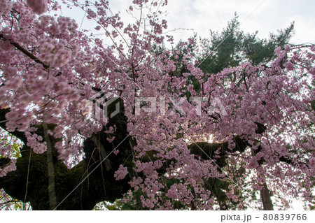 大阪城の桜 80839766