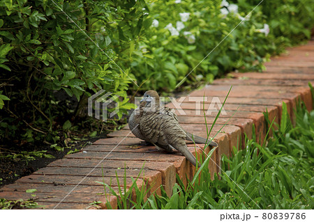 Columbidae on the lawn Columbidae is a type of bird in the pigeon and dove family. Inhabitants of South Asia from Pakistan, India and Sri Lanka. Columbidae on the lawn Columbidae is a type of bird in the pigeon and dove family. Inhabitants of South Asia from Pakistan, India and Sri Lanka. 80839786