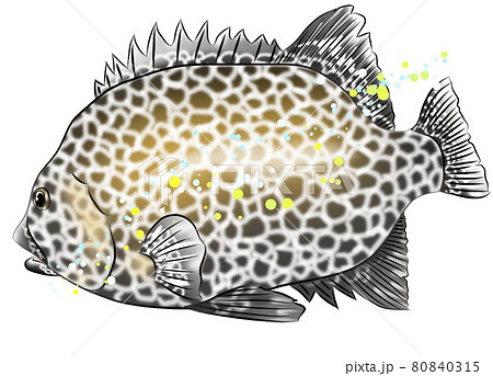 高級魚のイシガキダイ 80840315