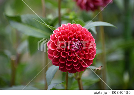 ぼんぼりの様な赤いダリアの花の写真素材