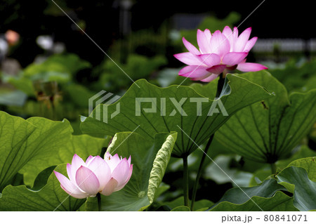 初夏に咲く蓮の花 80841071