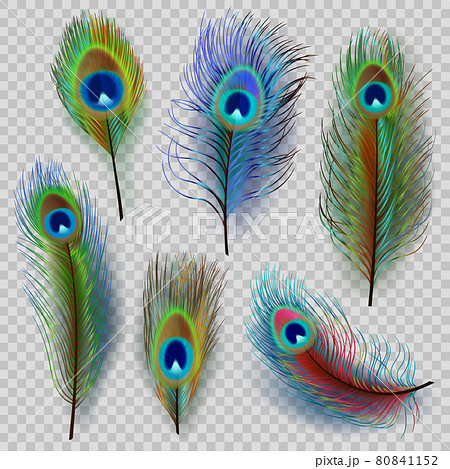 Exotic feathers. Beautiful realistic peacock colored birds decent vector feathers illustrations Exotic feathers. Beautiful realistic peacock colored birds decent vector feathers illustrations 80841152